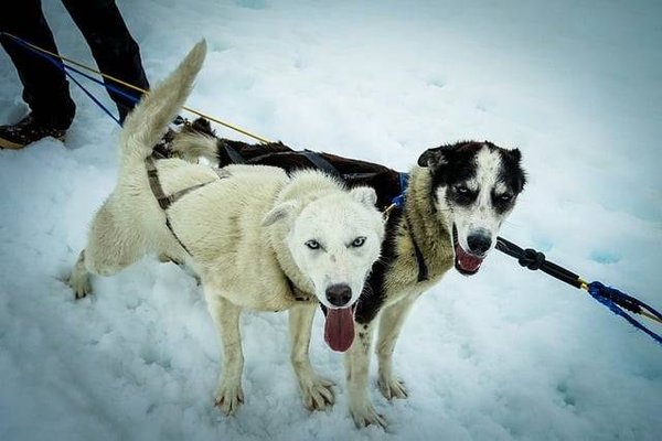 Où faire du chien de traîneau en France : Découverte des meilleures destinations hivernales